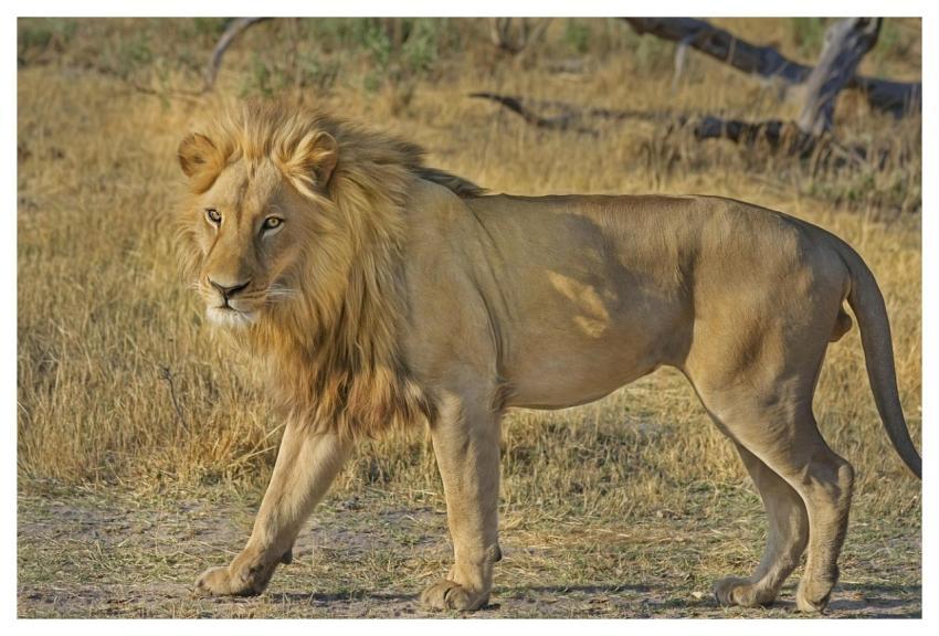 Lion Feline Big Cat Animal