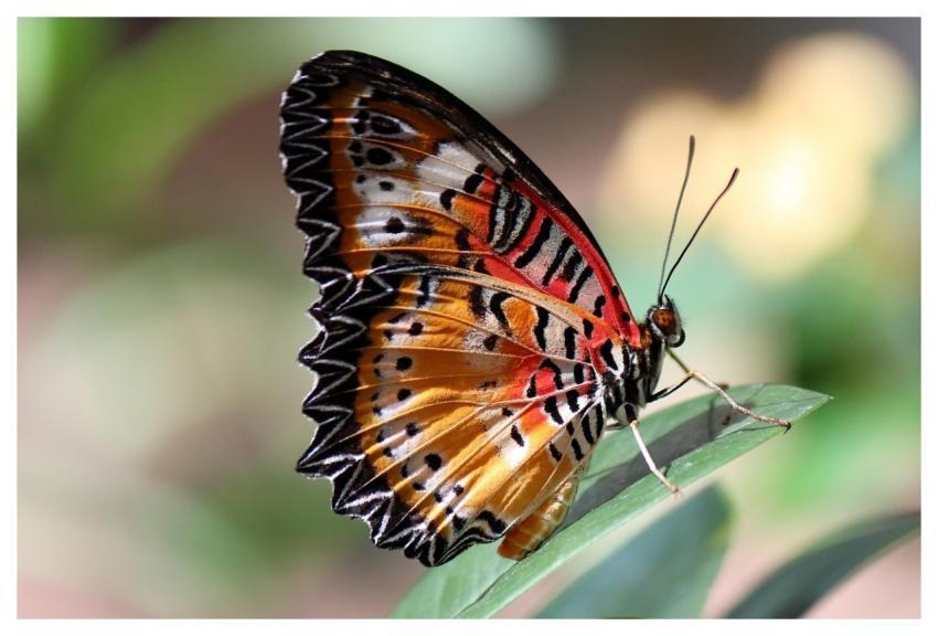 Butterfly Wings Insect Eye