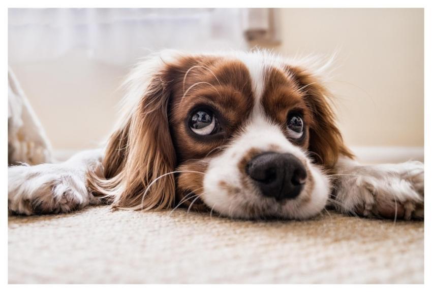 Puppy Pet Canine Dog