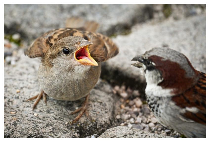 Sparrows Young Feeding Nature