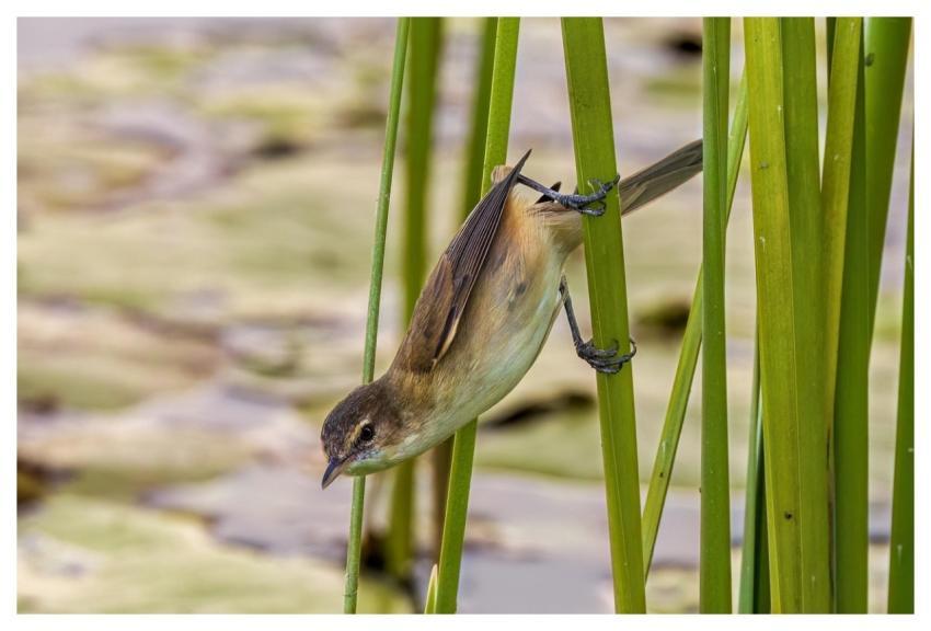 Bird Reeds Lake Water