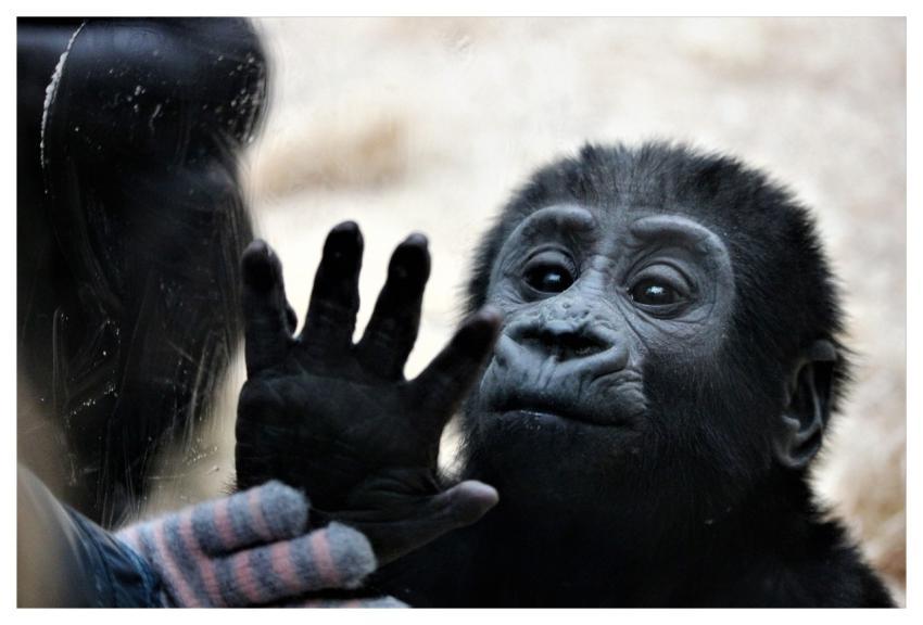 Animal Monkey Mammal Primate