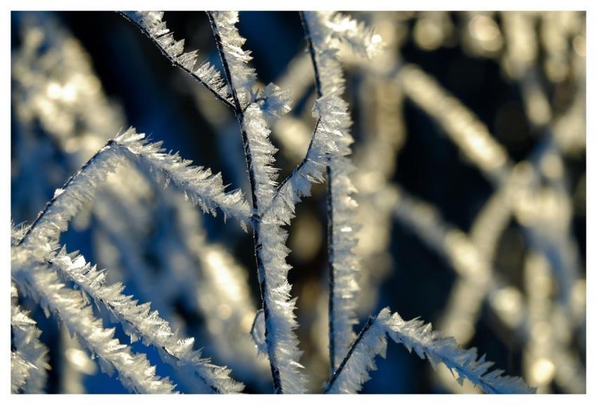 Twig Crystals Snow Frost