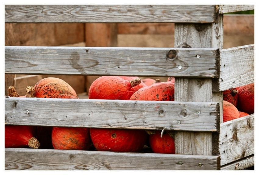 Pumpkin Fall Nature Harvest
