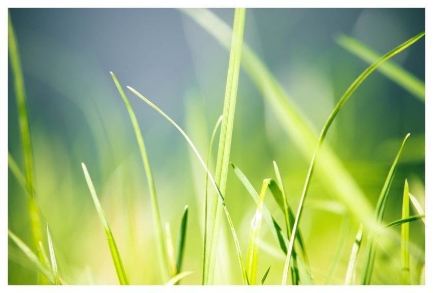 Green Grass Nature Environment