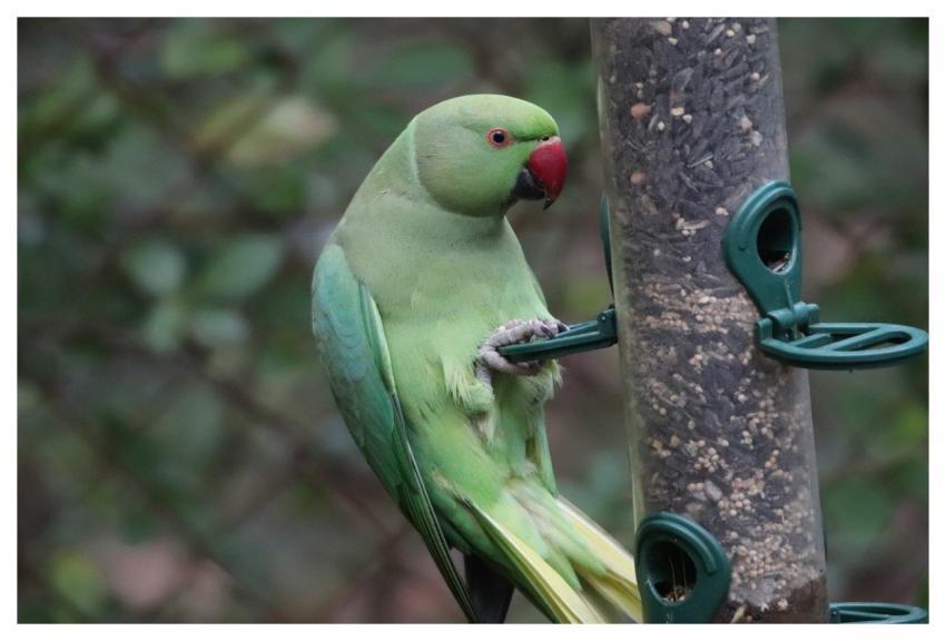 Ring-Necked Parakeet Parakeet Parrot Alexander Par