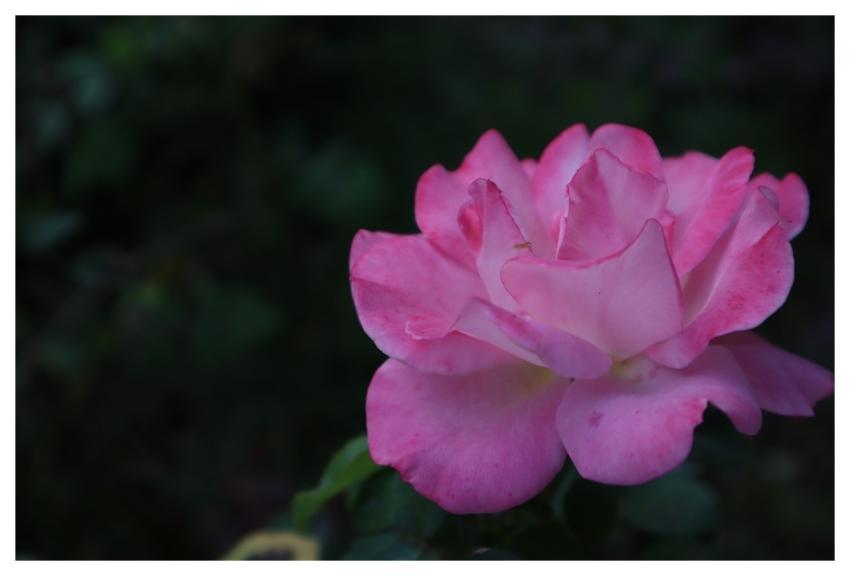 Rose Pink Nature Leaves Herb