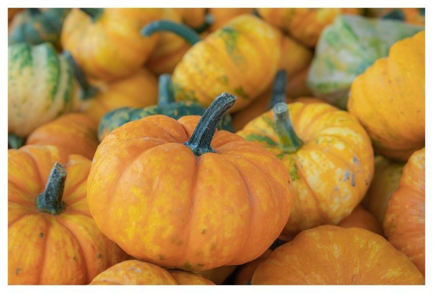 Ornamental Gourds Fall Pumpkins Decoration