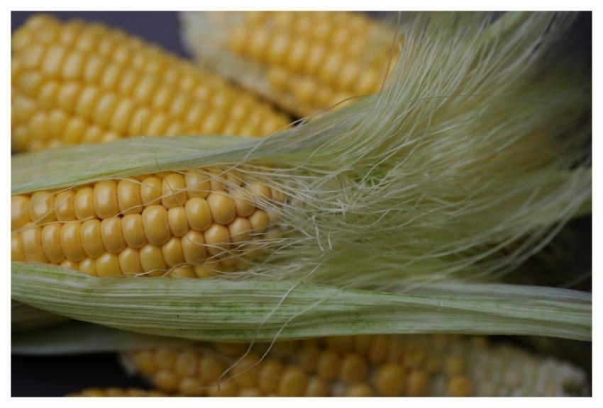 Corn Harvest Corn On The Cob Food