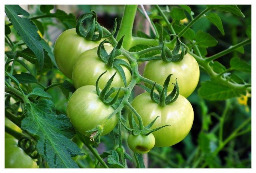 Tomatoes Plant Vegetables Garden