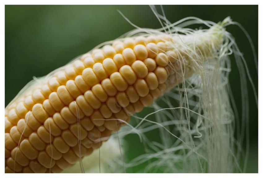 Corn Corn On The Cob Harvest Food