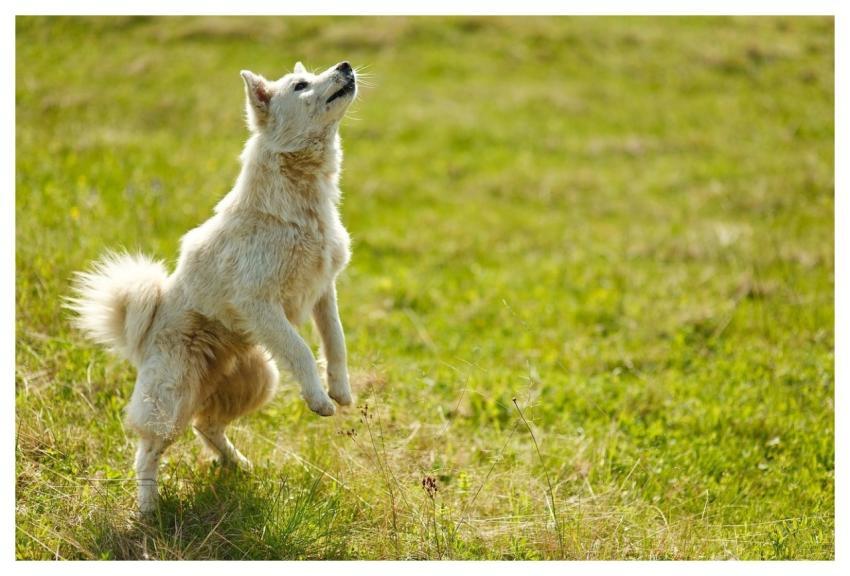 Dog Trick Pet Bounce