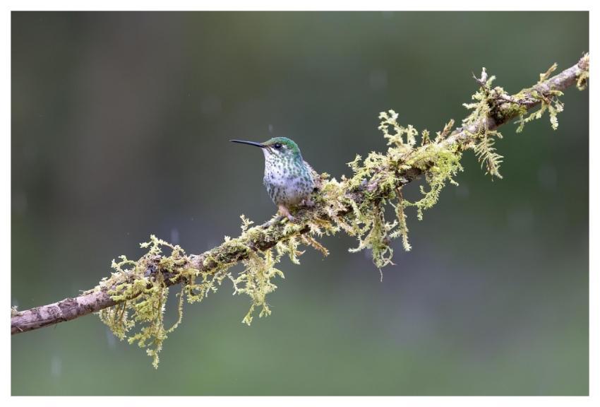Hummingbird Bird Nature Fauna