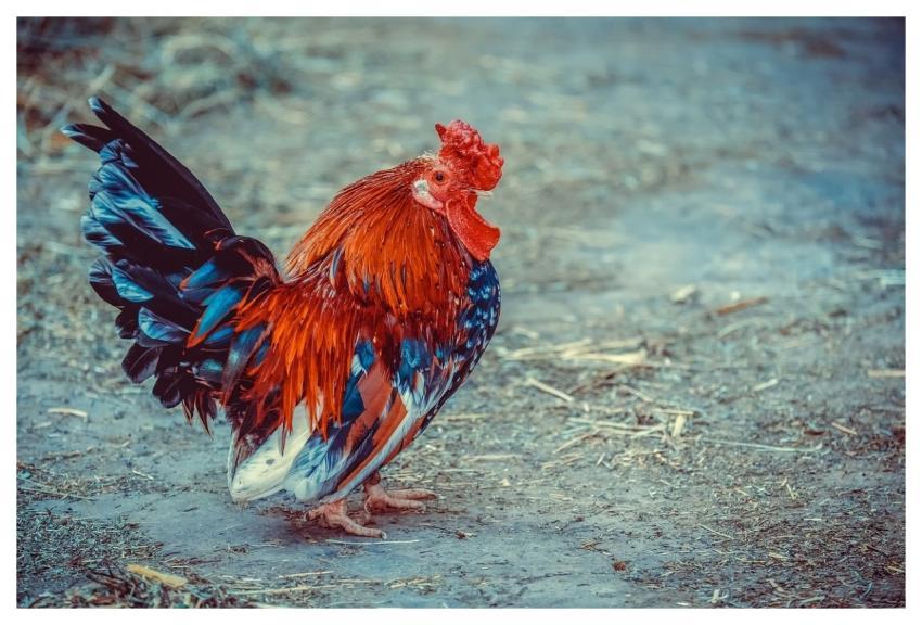 Chicken Animal Poultry Farm