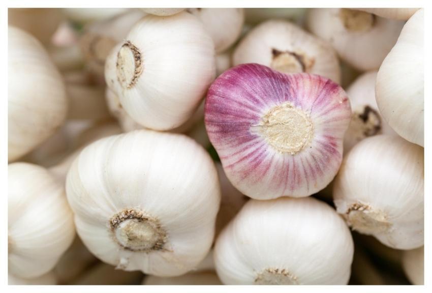 Garlic Bulbs Vegetables Produce