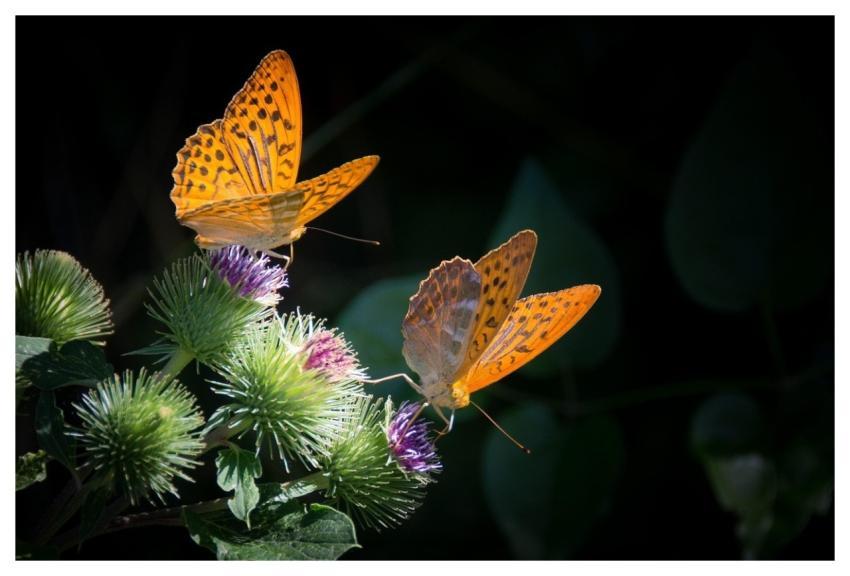 Silvery Mother-Of-Pearl Butterfly Butterfly Nature