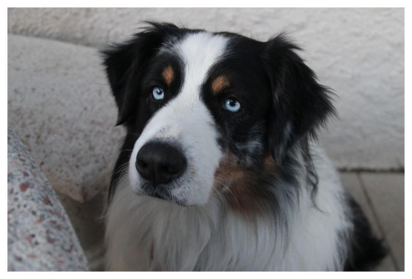 Dog Animal Pet Canine