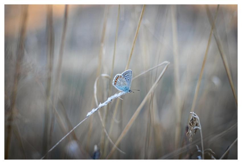 Butterfly Common Blue Insect Grass
