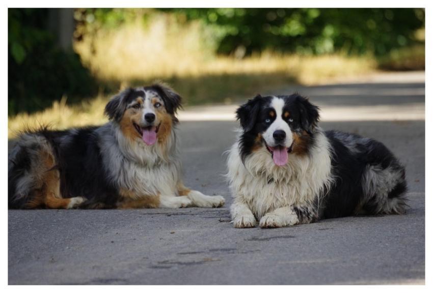 Dog Animal Pet Breed