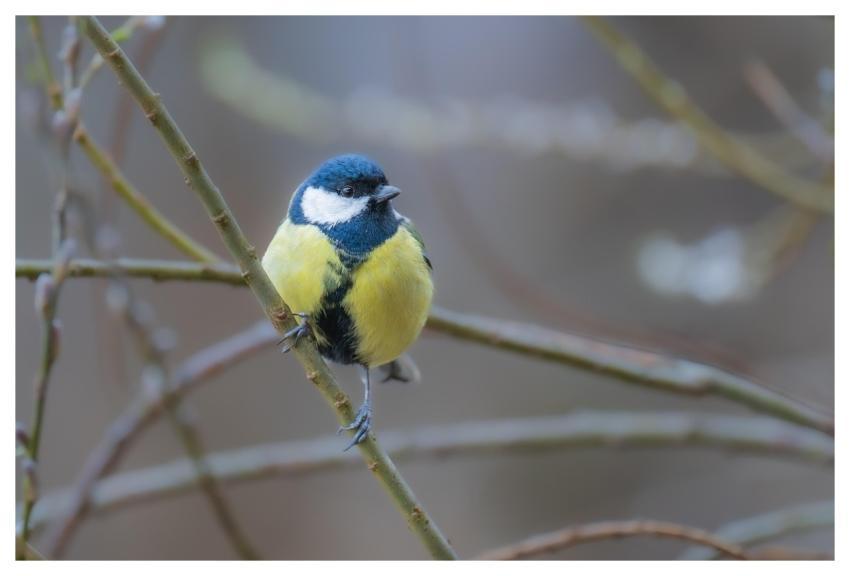 Great Tit Bird Nature Feathers