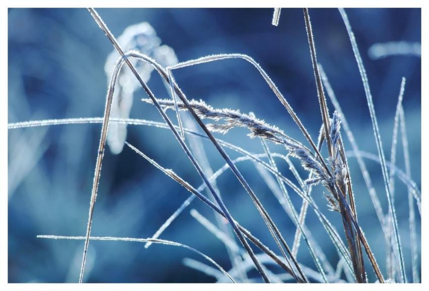Grass Frost Winter Snow