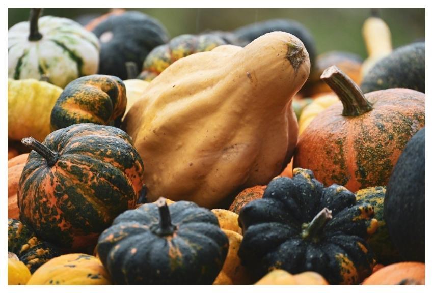 Pumpkins Fall Vegetables Harvest
