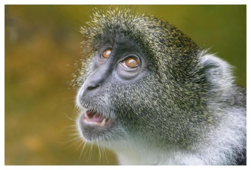 Animal Primate Wildlife Zoo