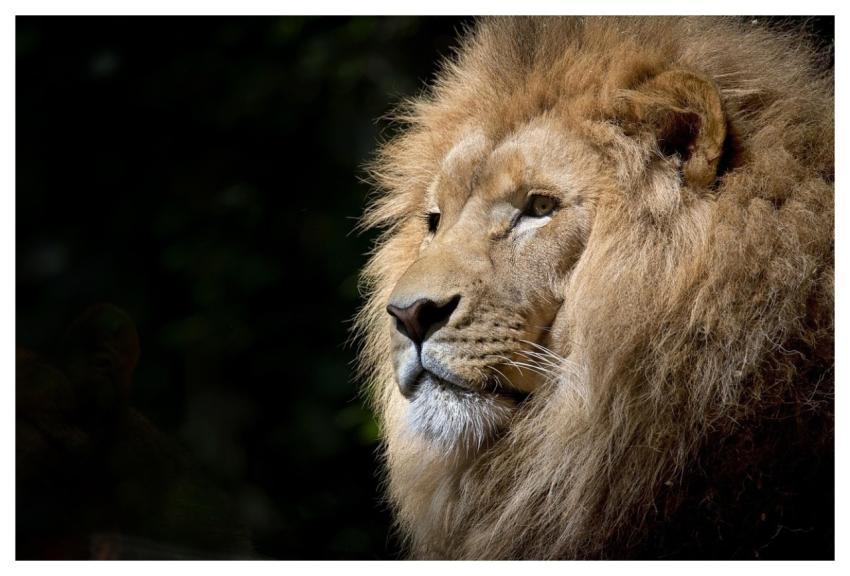 Lion Animal Head Face