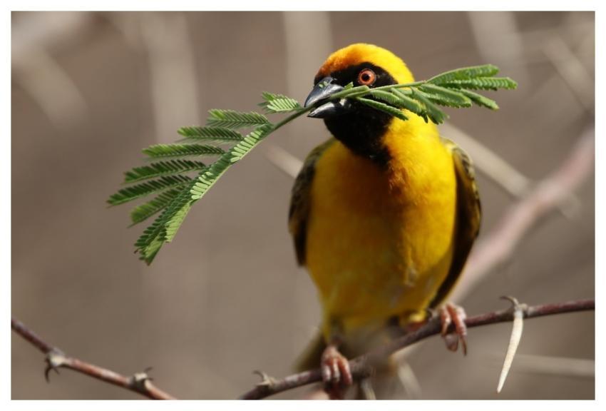 Bird Perched Animal Feathers