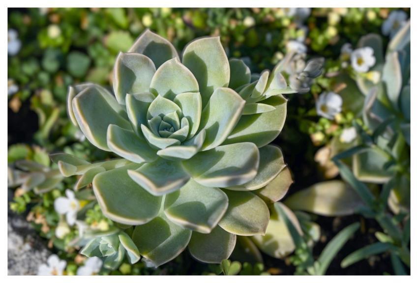 Succulent Echeveria Green Plant Rosette Plant