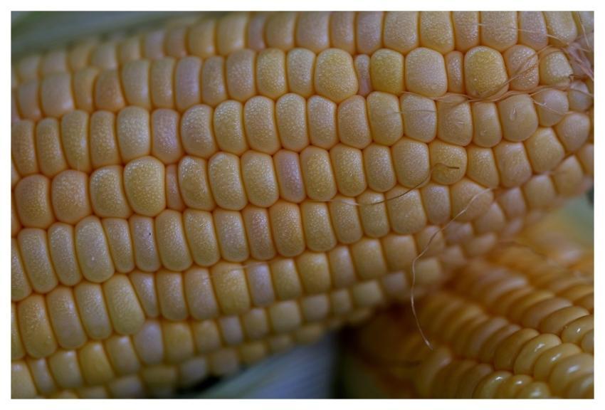 Sweet Corn Food Nature Organic
