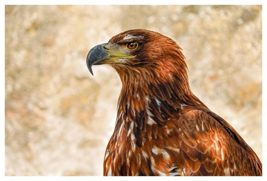 Of Prey Eagle Eagle Savannah Eagle Bird