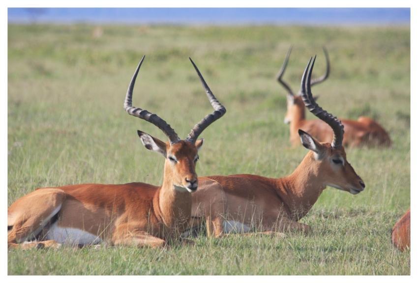 Antelope Wildlife Mammal Sports