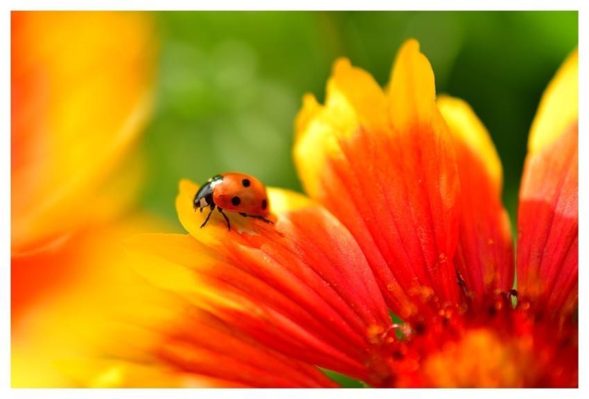 Ladybug Insect Ladybird Beetle Beetle