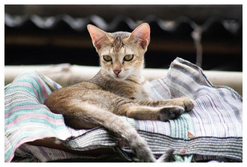 Cat Kitten Pet Feline