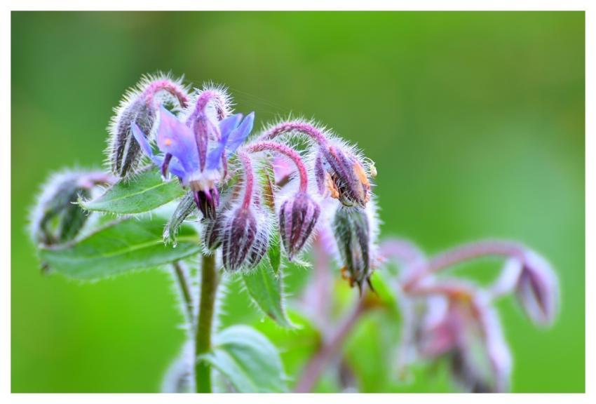 Buds Herbs Beautiful Flowers Health