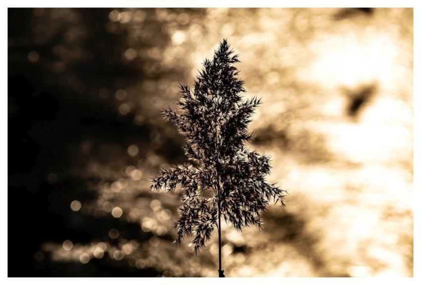 Reed Nature Dawn Light