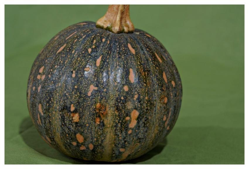 Pumpkin Food Organic Nutrition