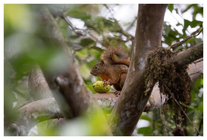 Animal Squirrel Rodent Species