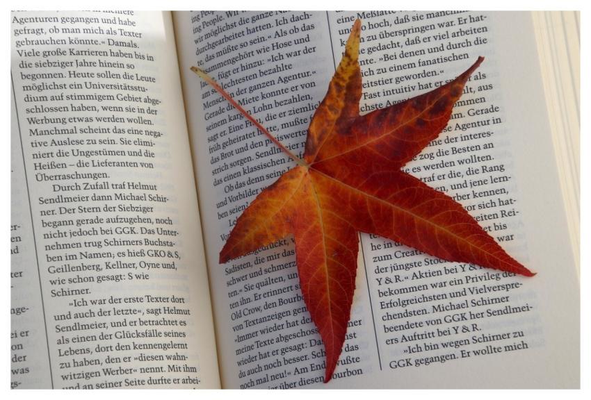 Leaf Autumn Book Pages