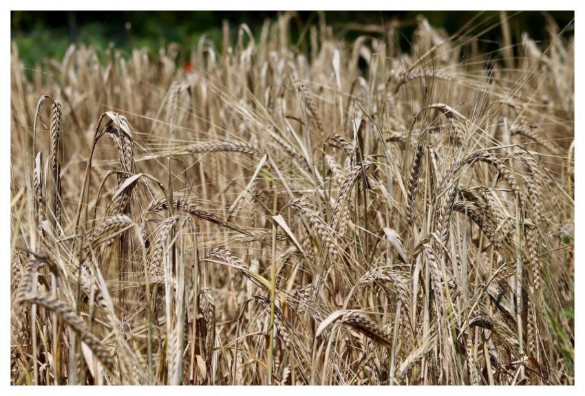 Barley Grain Field Agriculture Spike