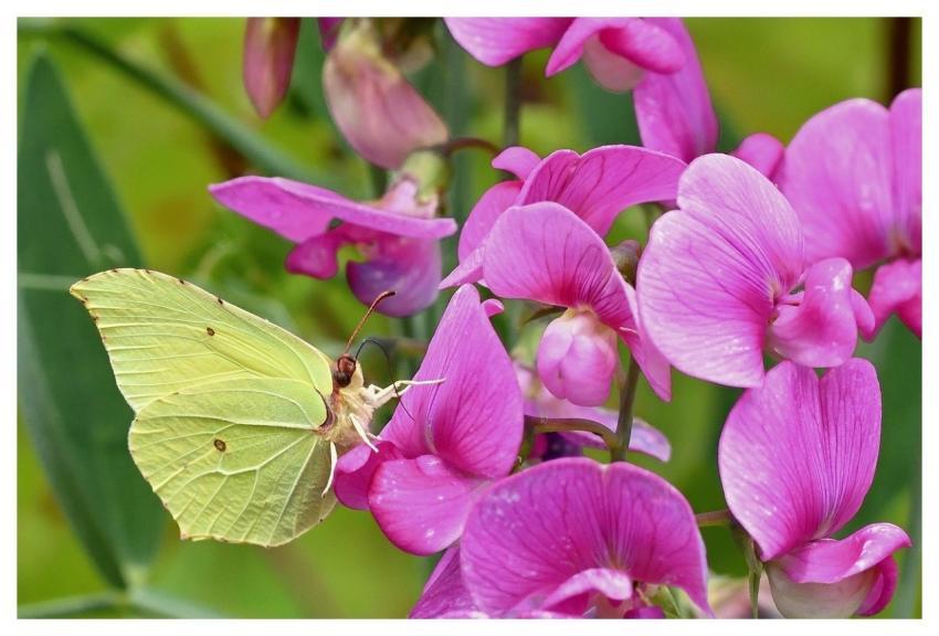 Butterfly Gonepteryx Rhamni Vetches Garden