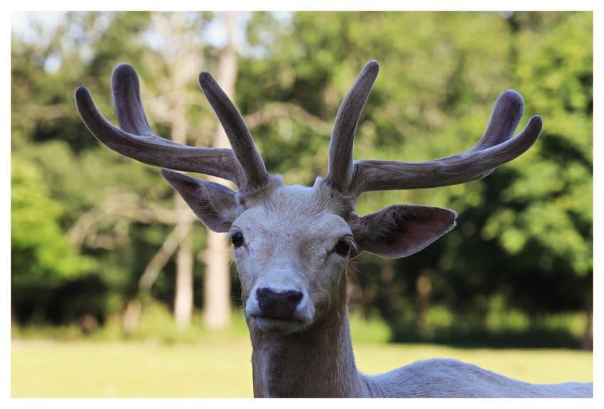 Forest Pasture Deer Nature