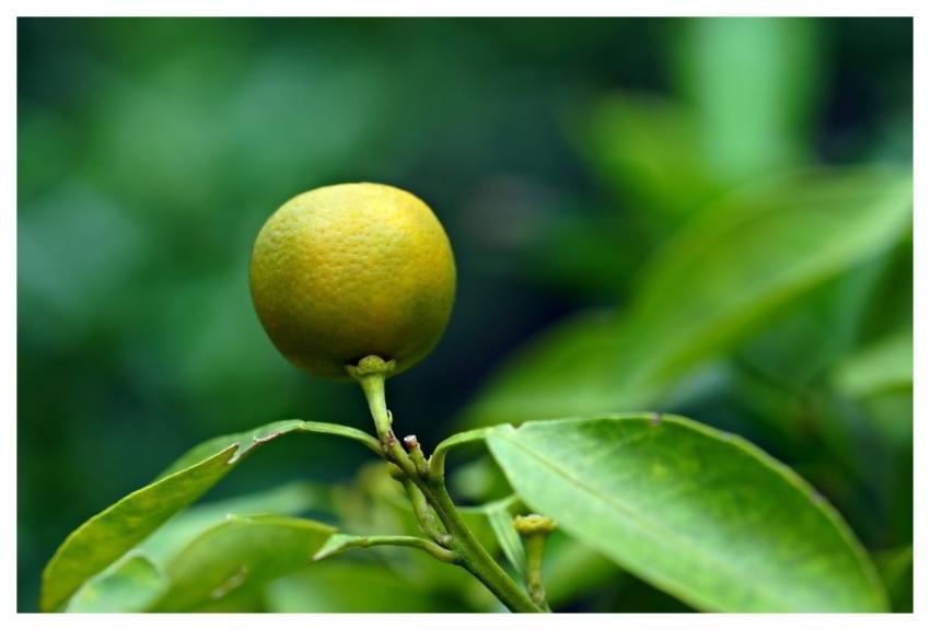 Orange Fruit Food Healthy
