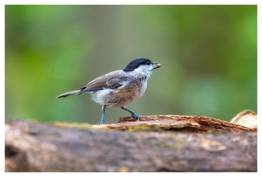 Finch Bird Animal Feathers