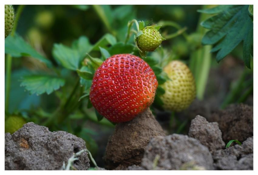 Strawberry Fruit Plant Food