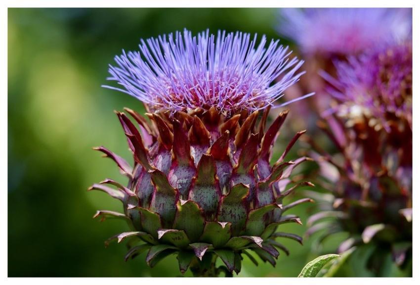 Artichoke Vegetables Food Artichoke Flower