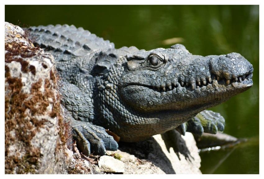 Crocodile Reptile Nature Predator