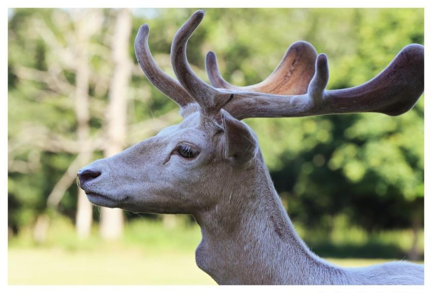 Forest Pasture Deer Nature