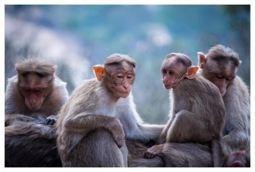 Monkey Primate Ape Nature